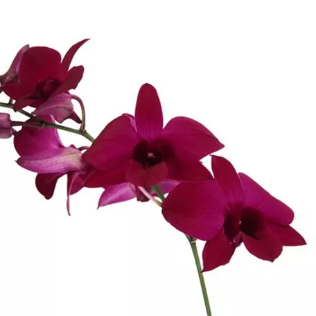 Dendrobium 'Happiness'