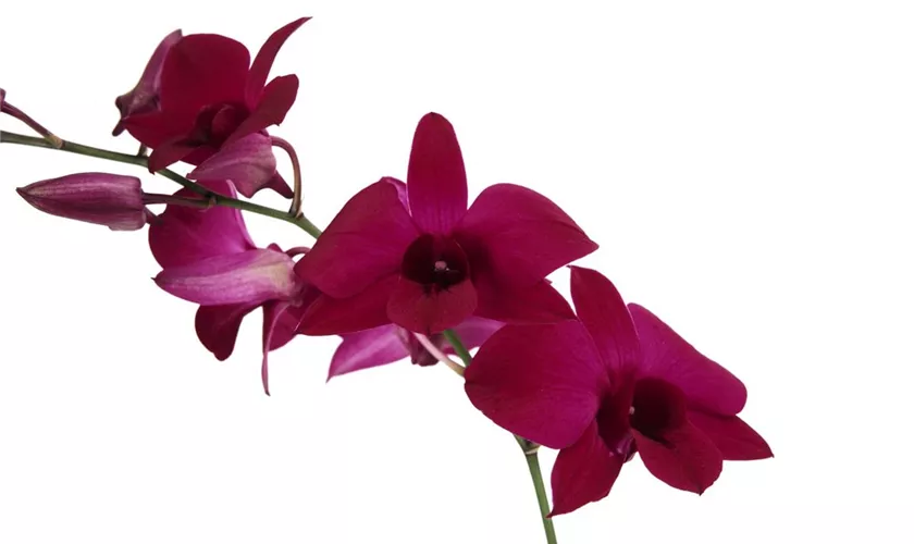 Dendrobium 'Happiness'