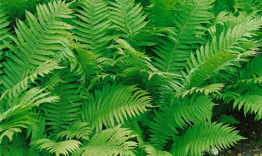 Dryopteris affinis 'Autumn'