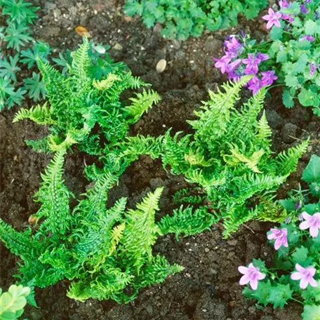 Dryopteris affinis 'Crispa Congesta'