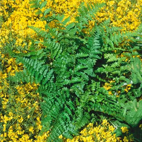 Dryopteris affinis 'Pinderi'