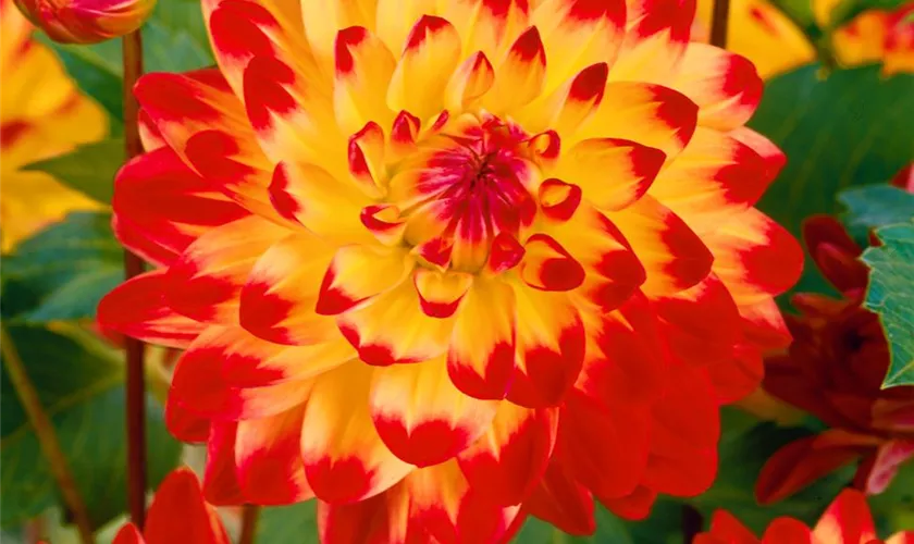 Dahlia 'Sight of Summer'