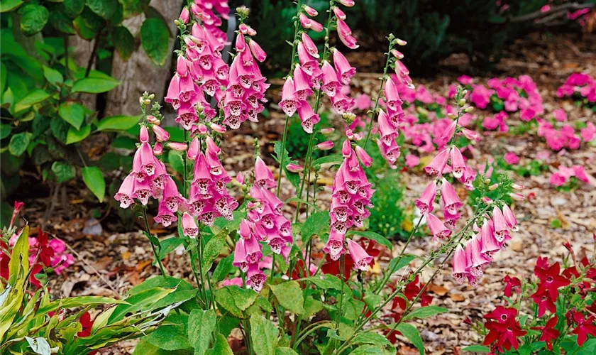 Digitalis purpurea 'Dwarf Red'