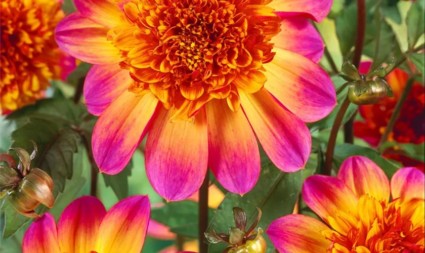 Dahlia 'Floorinoor'