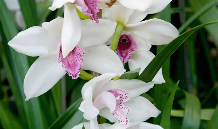 Cymbidium 'Baltic Snow Molly'