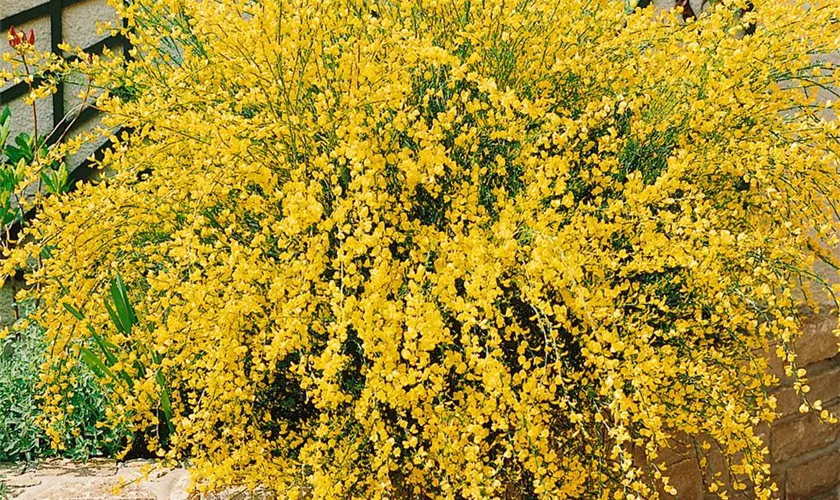 Cytisus scoparius 'Prostrate Gold'