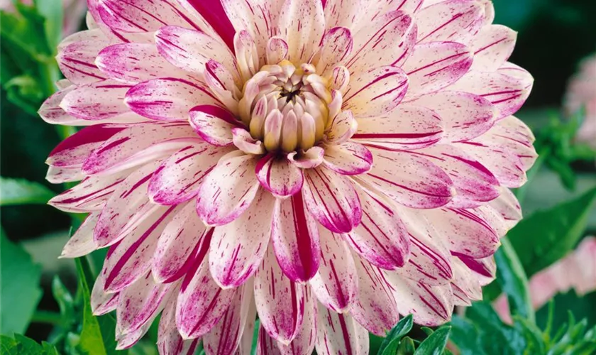 Dahlia 'Smokey'