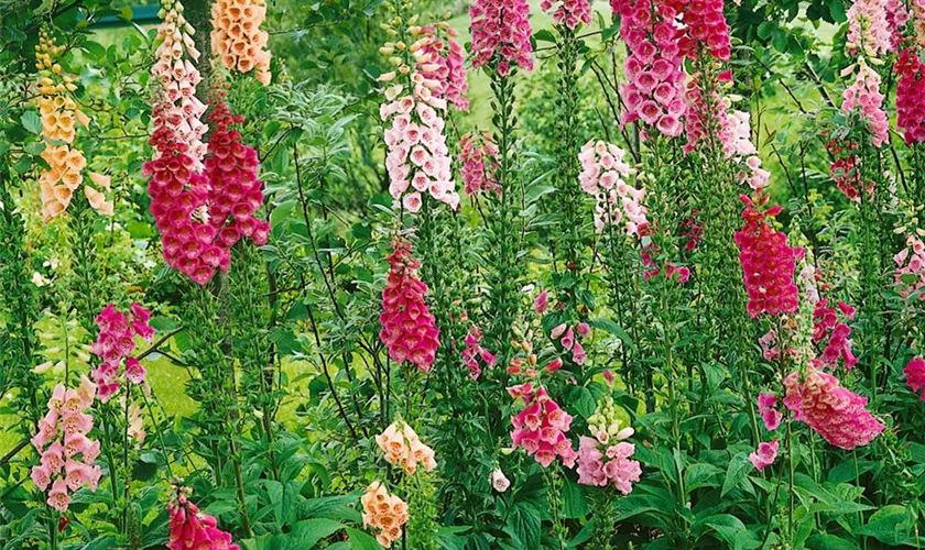 Digitalis purpurea 'Excelsior'