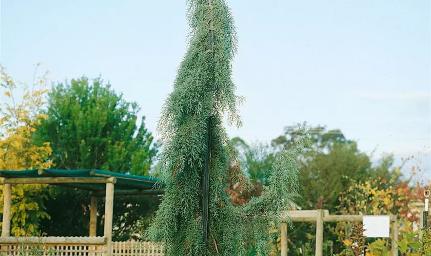 Zypresse 'Glauca Pendula'