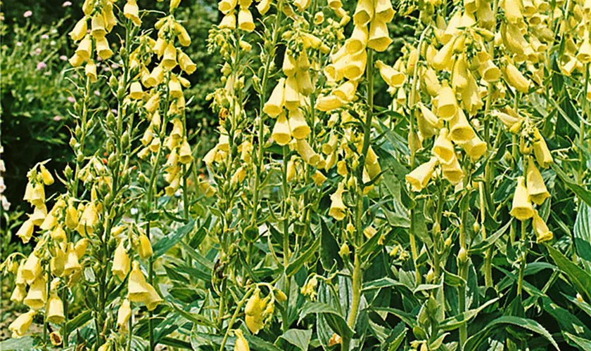 Digitalis purpurea 'Gelbe Lanze'