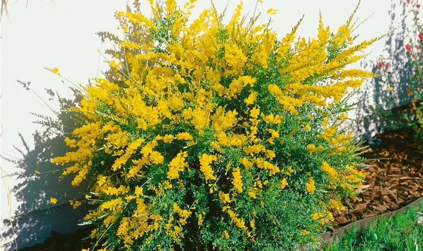 Cytisus scoparius 'Strictus'