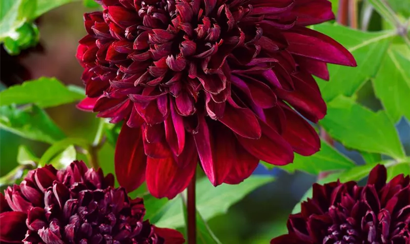 Dahlia 'Soulman'