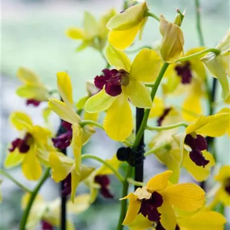 Cymbidium 'Fatal Beauty'