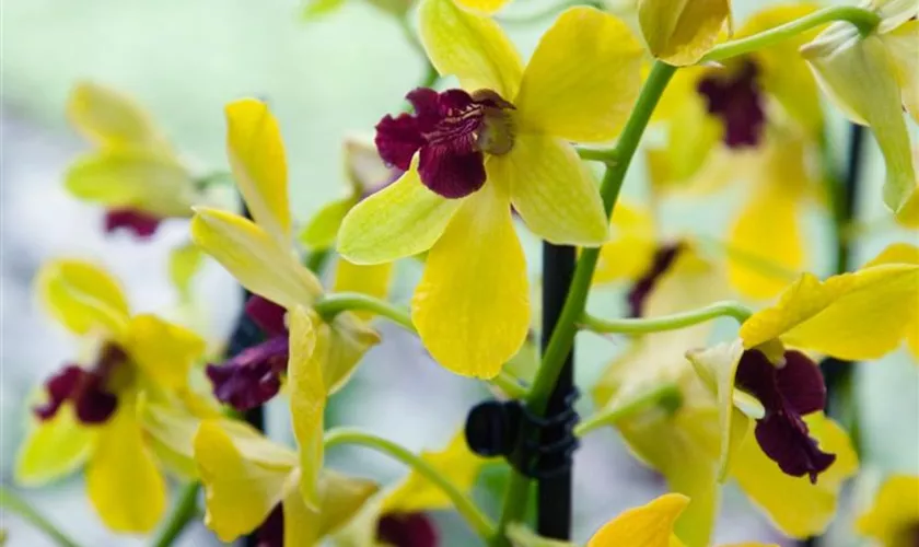 Cymbidium 'Kiwi Tracey'