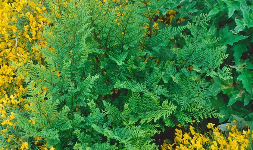 Dryopteris cristata