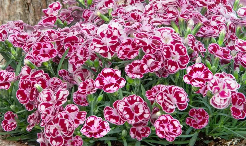 Dianthus 'Margarita'