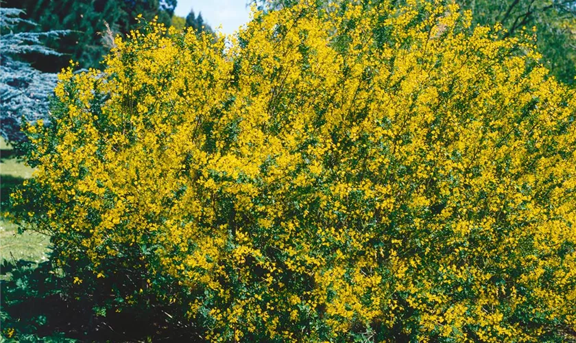 Cytisus sessilifolius