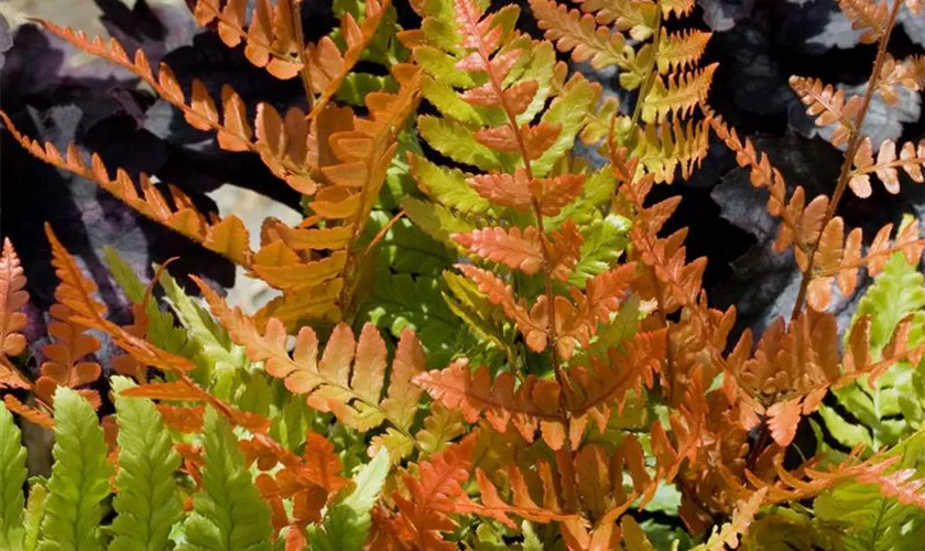 Dryopteris erythrosora 'Brilliance'