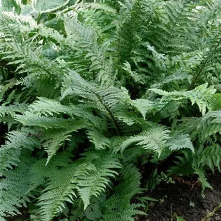 Dryopteris filix-mas 'Barnesii'