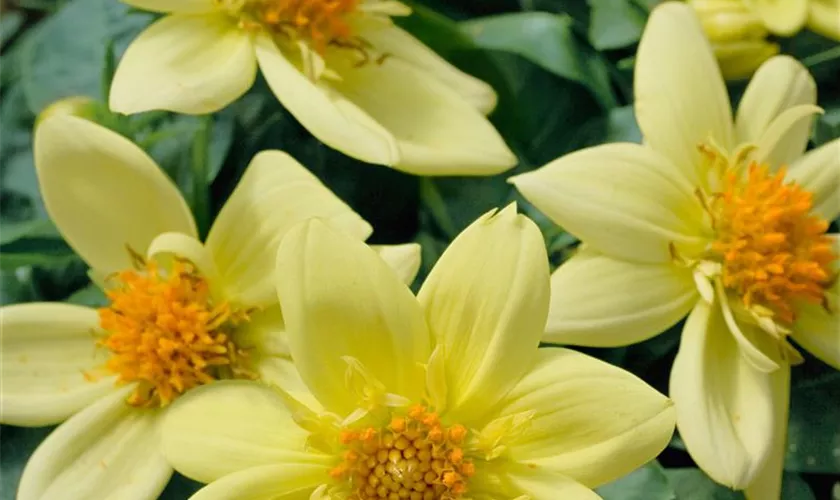 Dahlia 'Gamelan'