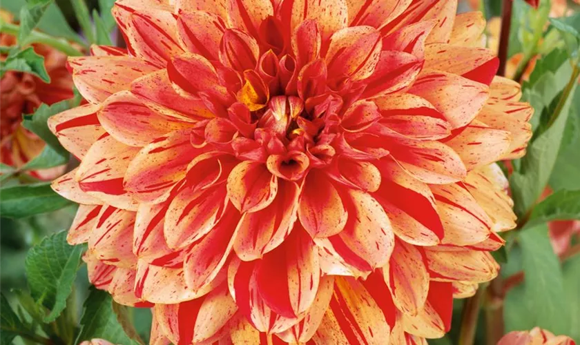 Dahlia 'Striped Nagano'