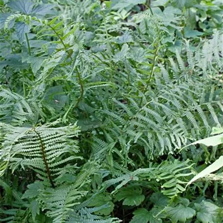 Dryopteris filix-mas 'Linearis Polydactyla'