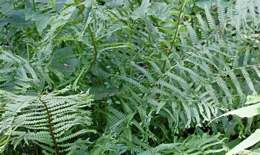 Garten-Schellenbaum-Wurmfarn 'Linearis Polydactyla'