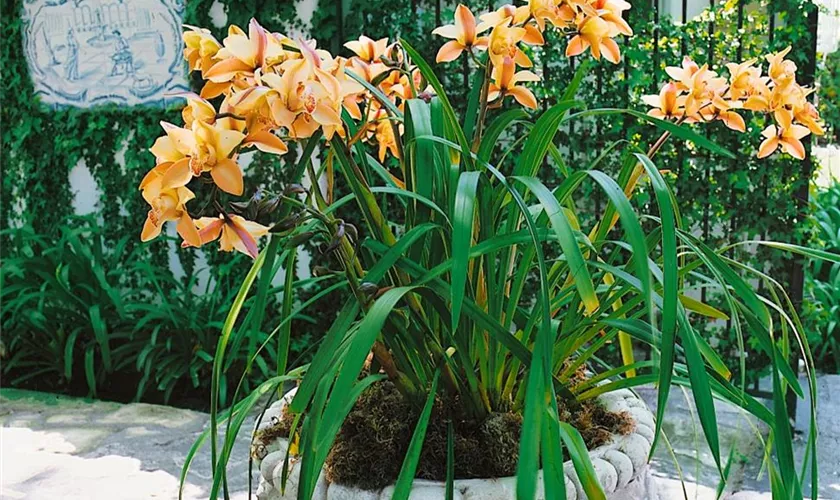 Cymbidium 'Ming Pagoda'