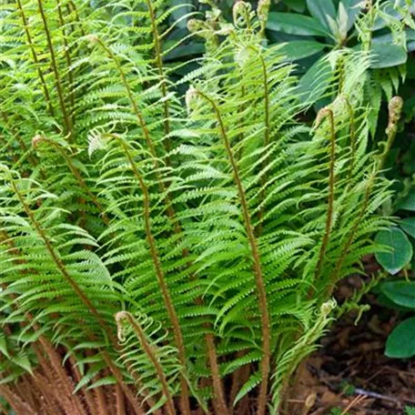 Dryopteris wallichiana