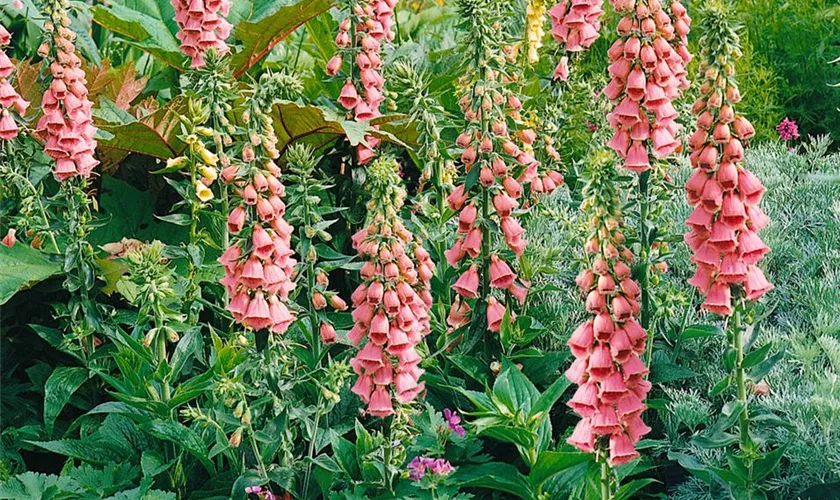 Digitalis x mertonensis 'Summer King'