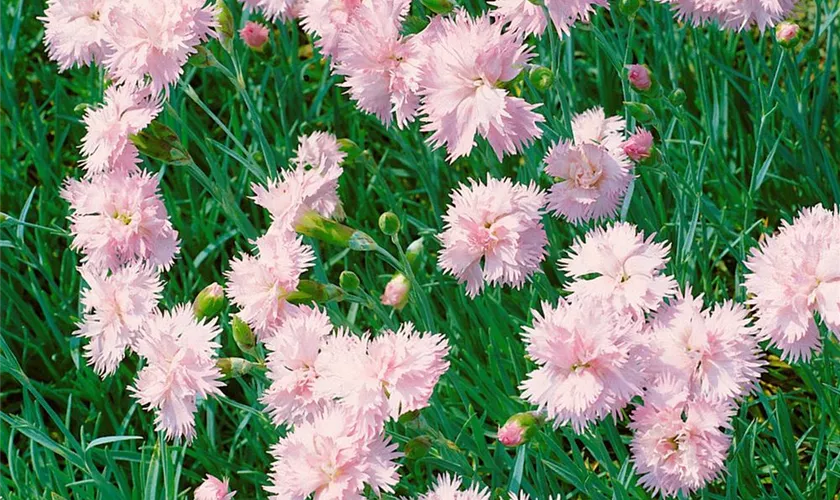 Dianthus plumarius 'Altrosa'