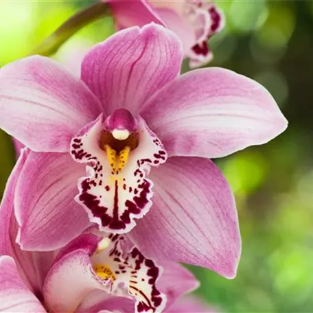 Cymbidium 'Rose'