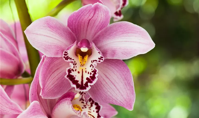 Cymbidium 'Rose'