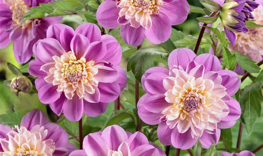 Dahlia 'Take Off'