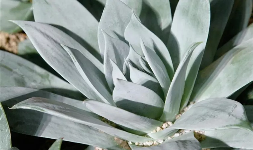 Dudleya