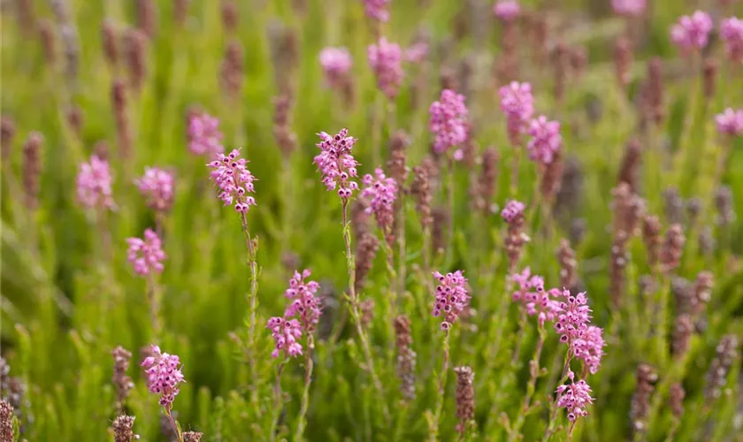 Ährenheide 'Manja'