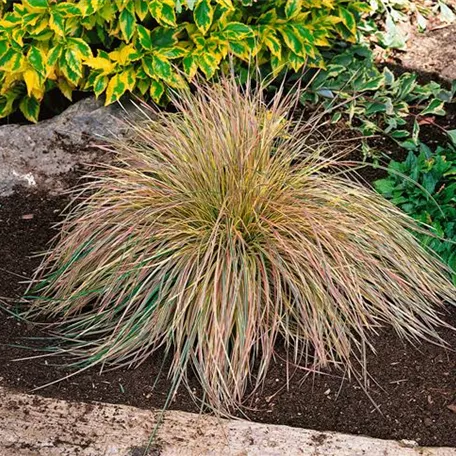 Deschampsia cespitosa 'Golden Tundra'