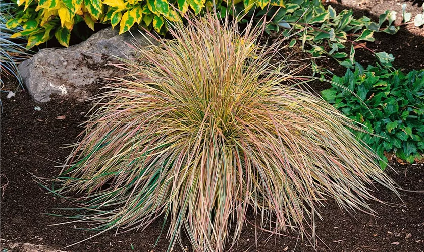 Garten-Schmiele 'Golden Tundra'