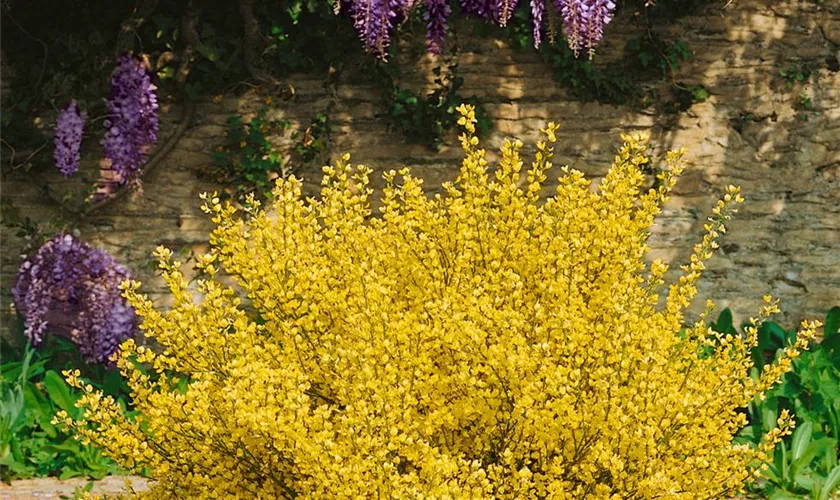 Cytisus x praecox 'Goldspeer'