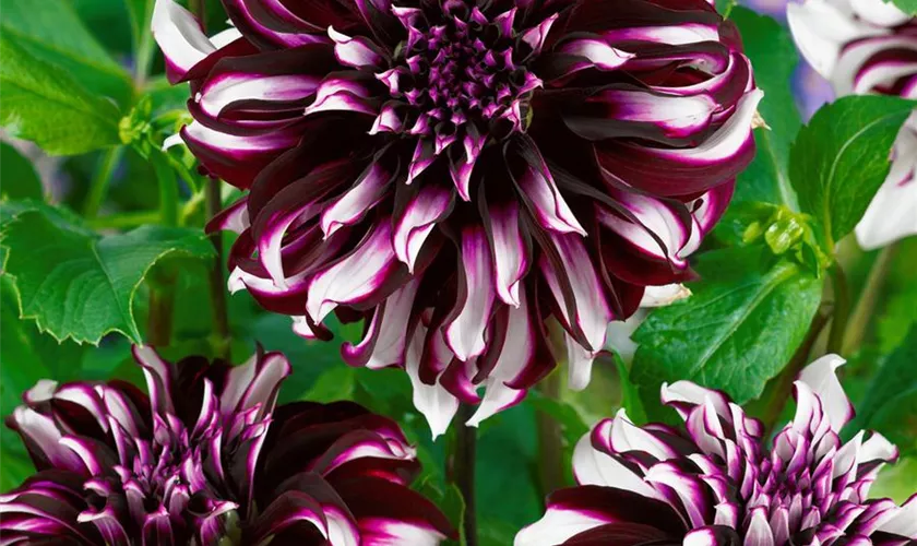 Dahlia 'Tartan'