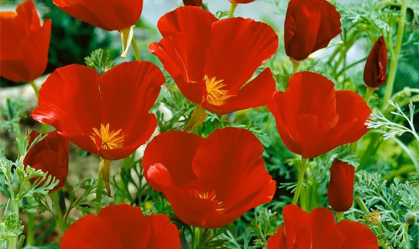 Kalifornischer Mohn 'Red Chief'