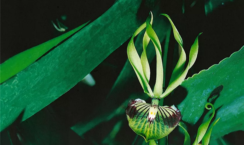 Encyclia 'Green Hornet'