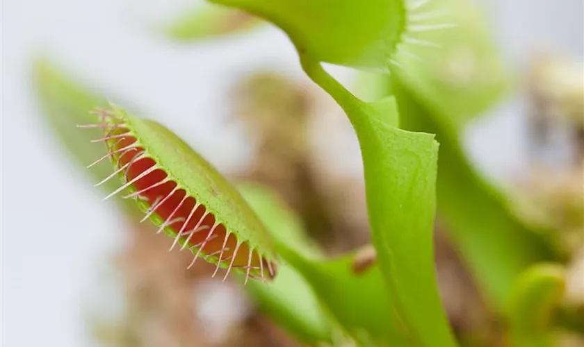 Venusfliegenfalle 'Little Monster'