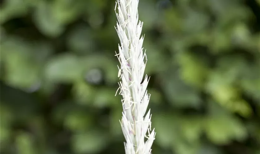 Elymus arenarius 'Blue Dune'