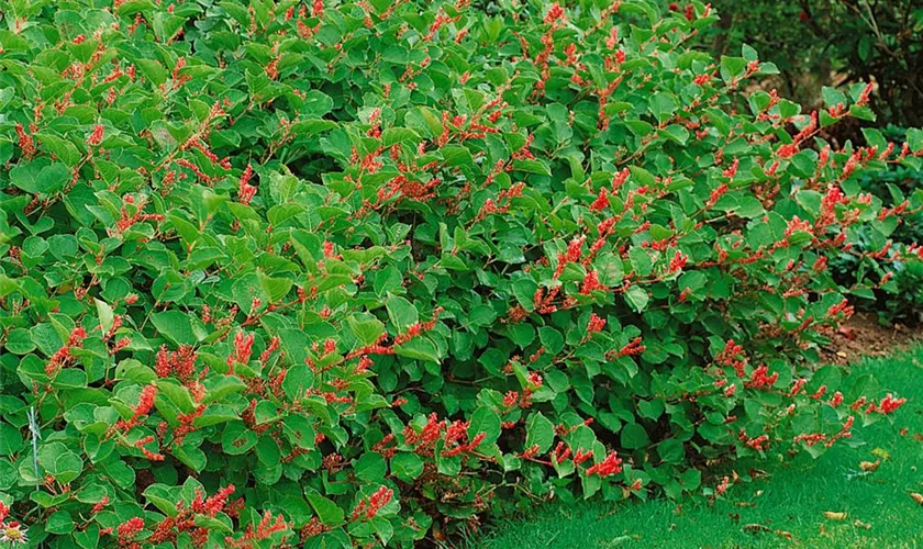 Fallopia japonica var. compacta 'Rosea'