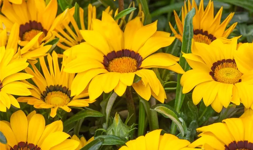 Gazania rigens 'Gelbe Jupiter'