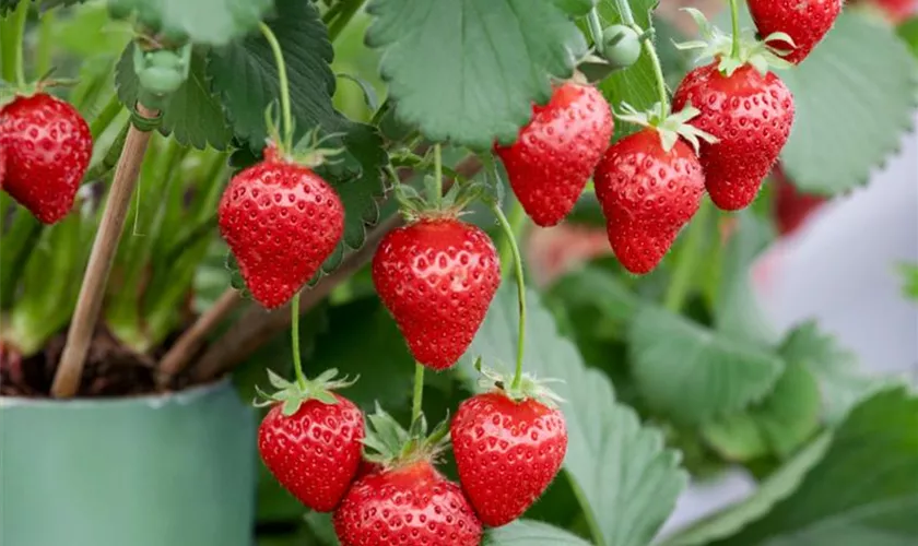 Fragaria x ananassa 'Majoral'