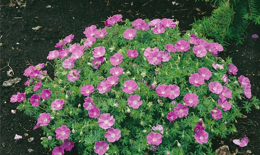 Geranium sanguineum 'Nanum'