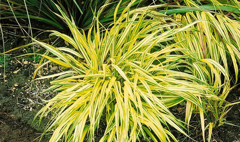 Hakonechloa macra 'Alboaurea'