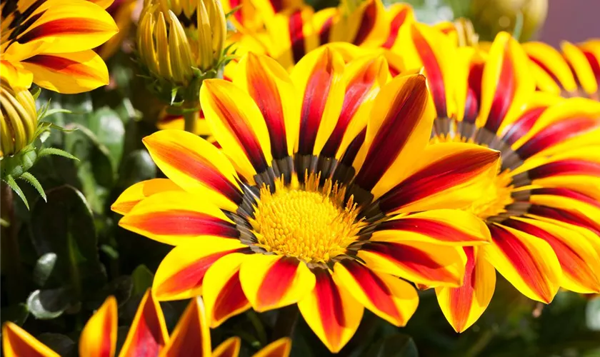 Gazania rigens 'Magic'